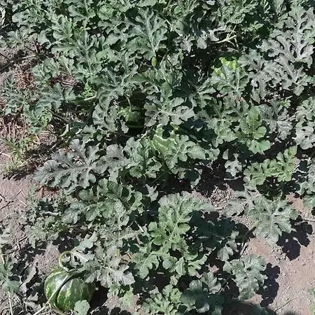 6 Persoons Met Privezwembad En Boomgaard Villa Kuşadası