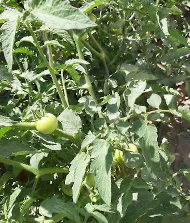 6 Persoons Met Privezwembad En Boomgaard Kusadasi